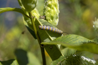 Monarch Caterpillar